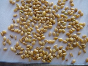 Note the immature grains in this foxtail millet sample. They are the thin ones distributed throughout, some with a greenish color.